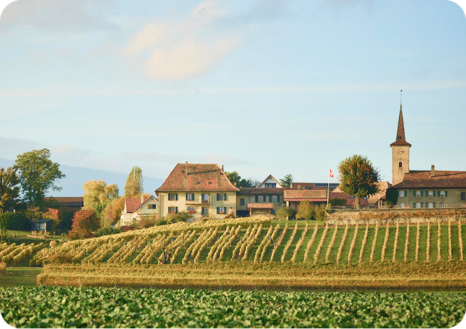 Entre vignes, lac et montagne